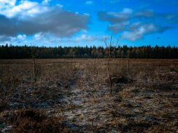 IMGP3872_Kold morgen i Kompedal Plantage